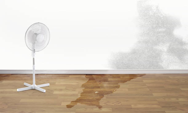 Best Water damage cleanup near me  in Highland, MD